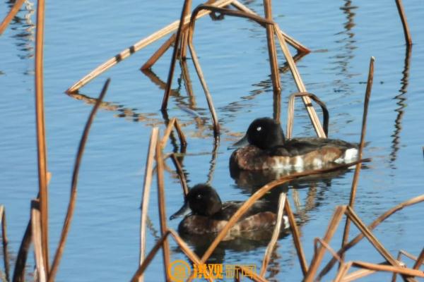 极其罕见！首次现身！就在南昌