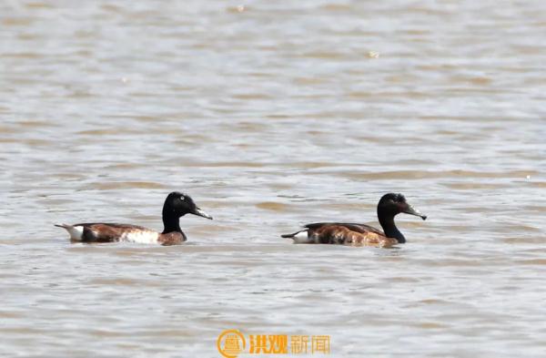 极其罕见！首次现身！就在南昌