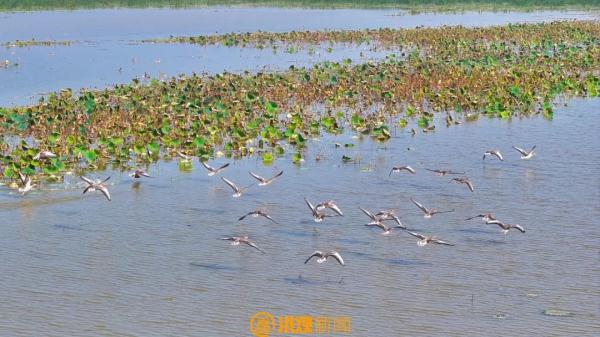 极其罕见！首次现身！就在南昌
