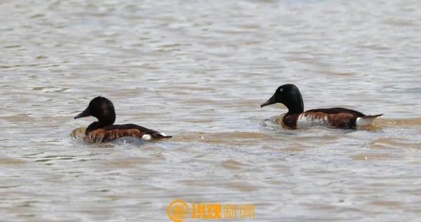 极其罕见！首次现身！就在南昌